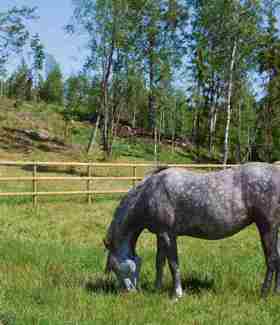 To heste går i hver deres fold og græsser. Hestefoldene er adskilt af et hestehegn med halvskårne lægter.