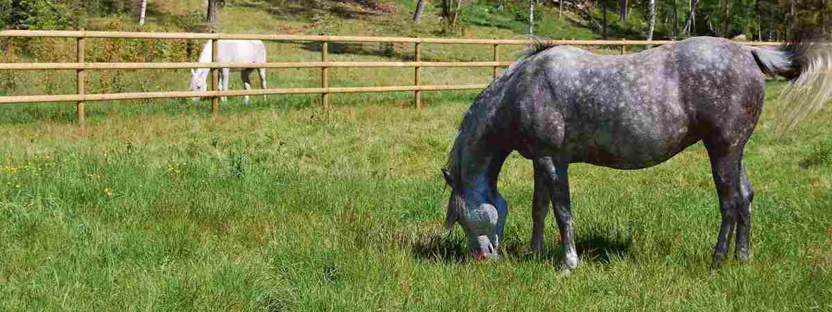 To heste går i hver deres fold og græsser. Hestefoldene er adskilt af et hestehegn med halvskårne lægter.
