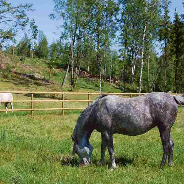 To heste går i hver deres fold og græsser. Hestefoldene er adskilt af et hestehegn med halvskårne lægter.
