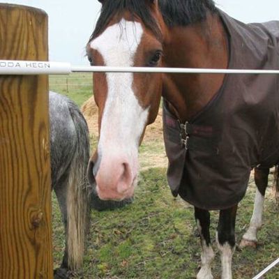 To heste står i hjørnet af deres fold. Den ene spiser græs fra den anden side af elhegnet.