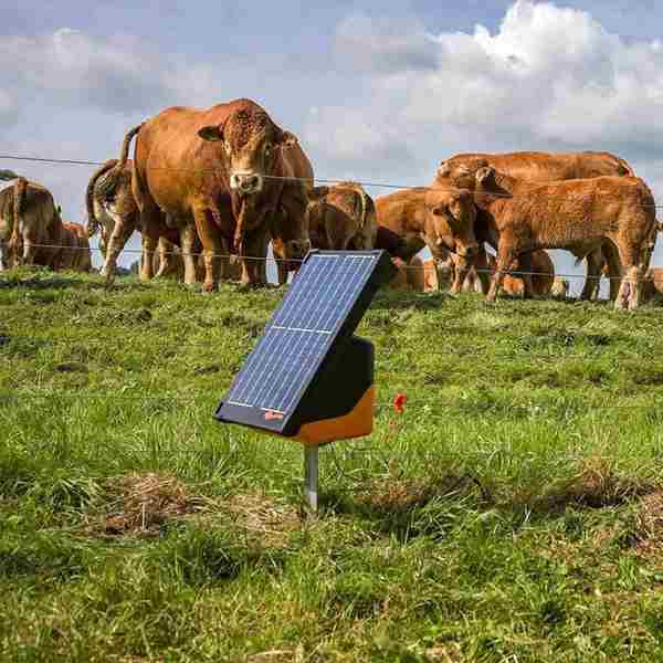 Soldrevet strømgiver sat ned i græsset, med en flok køer i baggrunden