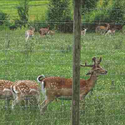 En større flok hjorte i en indhegning.