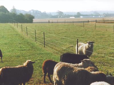 En flok får og en vædder går i hver deres fold adskilt af et elhegn.