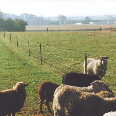 En flok får og en vædder går i hver deres fold adskilt af et elhegn.