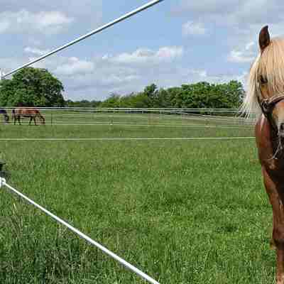 En hest står og kigger mellem eltrådene på et Hippolux elhegn. I baggrunden går to andre heste i deres egen fold.