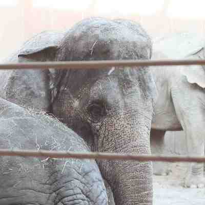 Tre elefanter ses bag et solidt hegn.