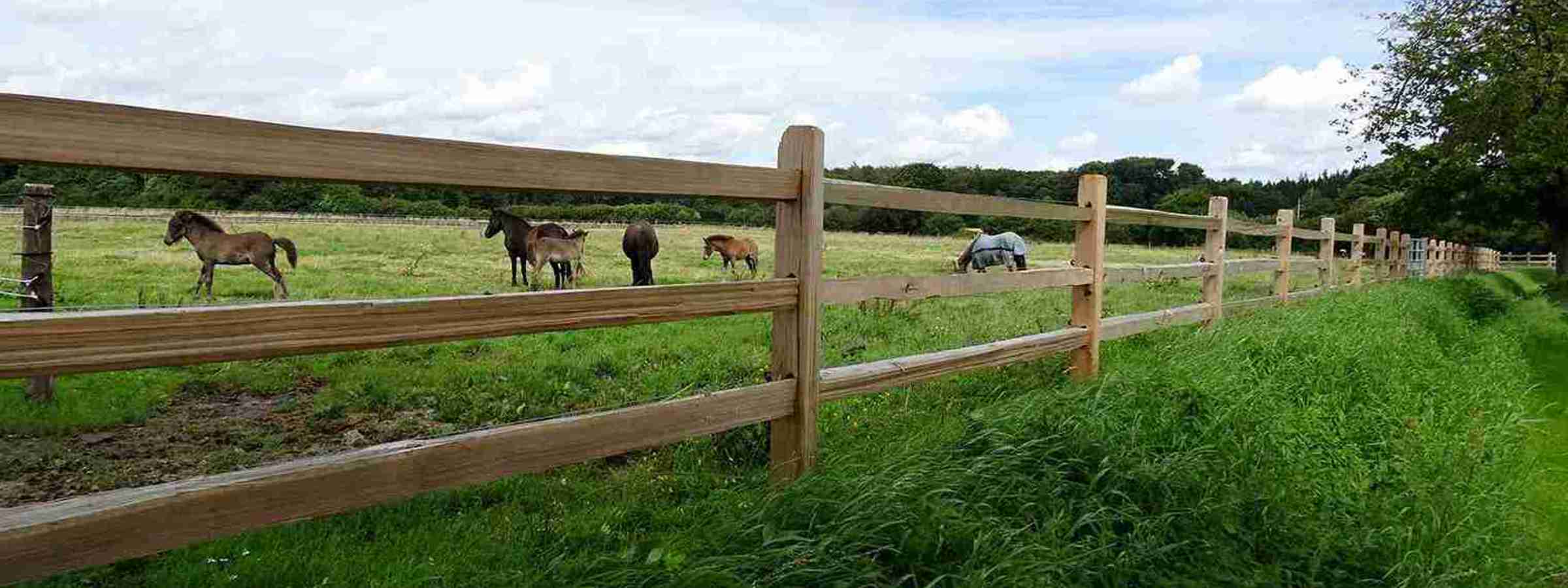 Mellem lægterne på et rustikt hestehegn kan flere heste og føl ses græsse i en hestefold.