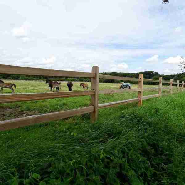 Mellem lægterne på et rustikt hestehegn kan flere heste og føl ses græsse i en hestefold.