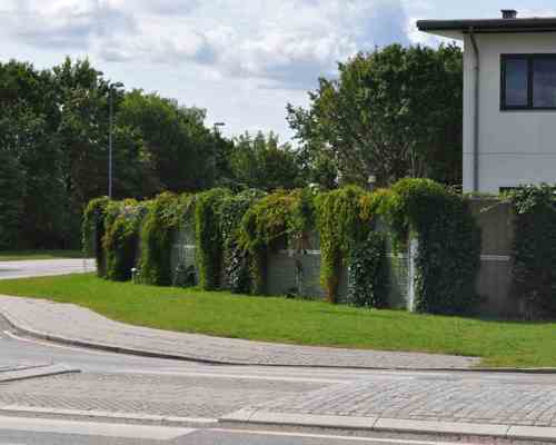 Et støjhegn er flot beplantet med klatreplanter