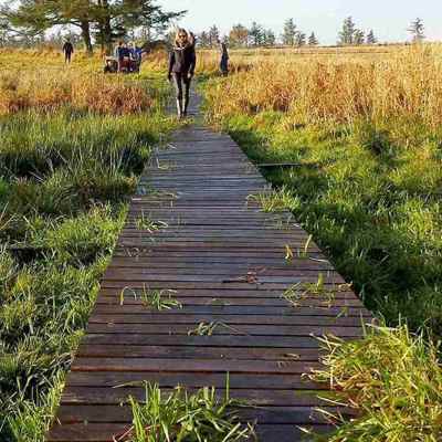 En boardwalk er med til at gøre et sumpet område gangbart