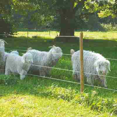 Fem langhårede får græsser bag et elhegn.