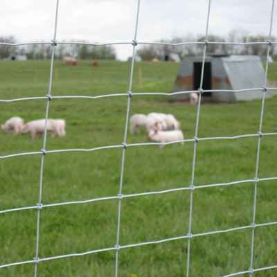 En flok smågrise kan ses gennem maskerne på et nethegn.