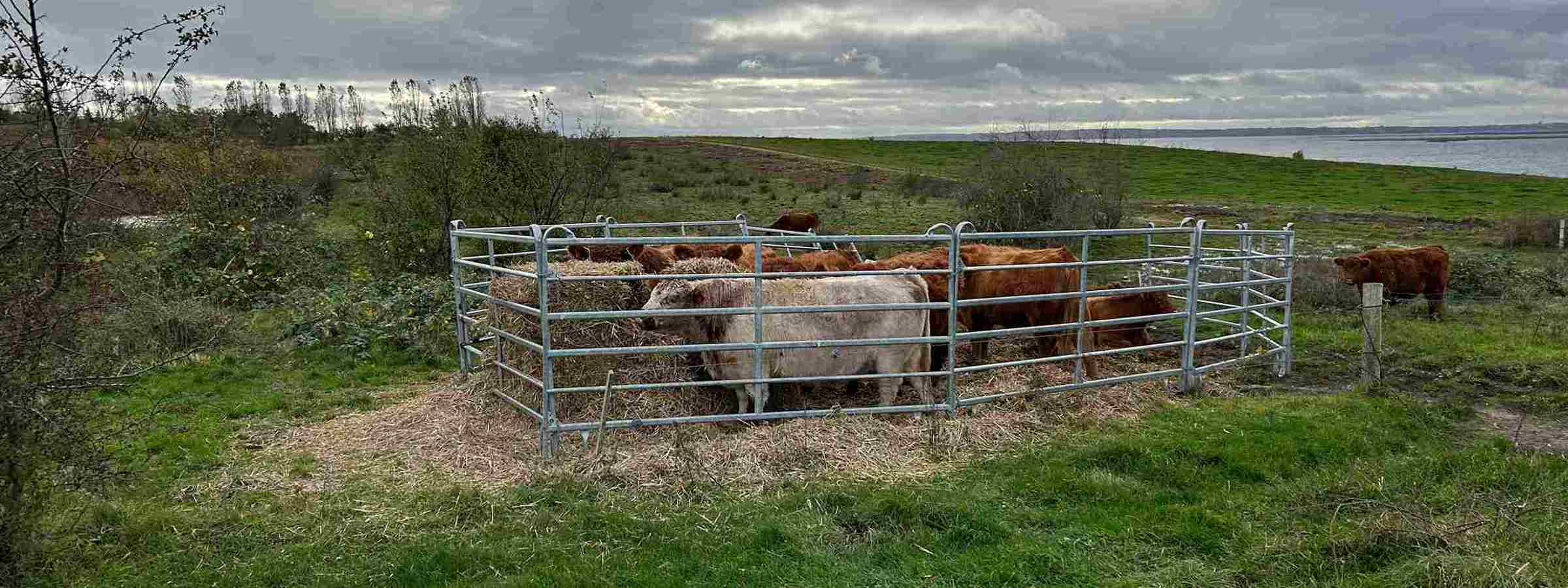 Mange små køer står samlet i deres fangefold