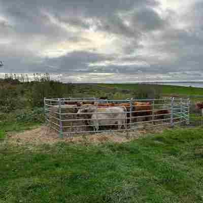 Mange små køer står samlet i deres fangefold
