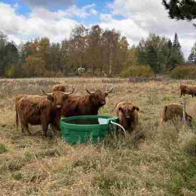 6 køer går i deres indhegning og drikker ad et Super drikkekar