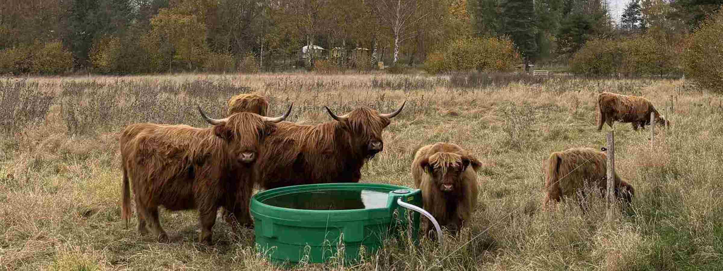 6 køer går i deres indhegning og drikker ad et Super drikkekar