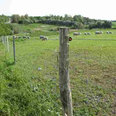 En flok får og lam græsser i en indhegning.