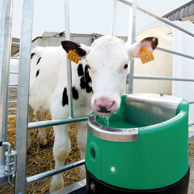 Sortbroget kalv med øremærker står bag et metalhegn og drikker fra en drikkekop