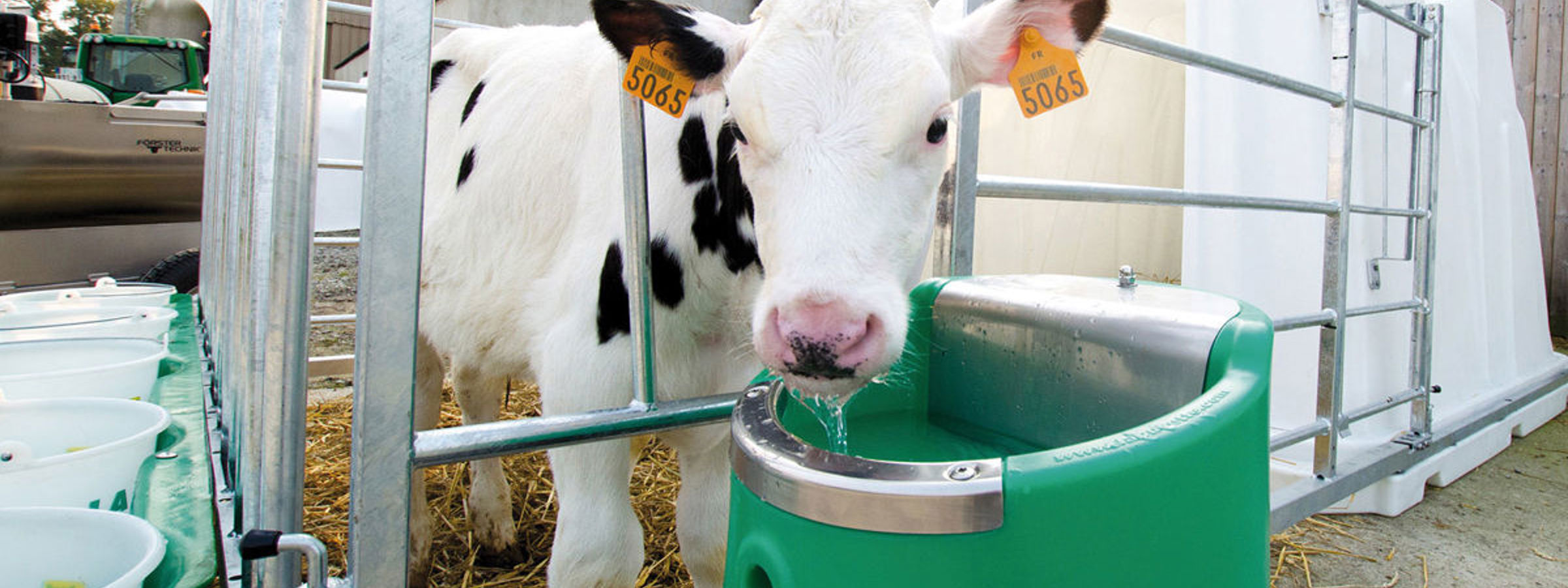 Sortbroget kalv med øremærker står bag et metalhegn og drikker fra en drikkekop