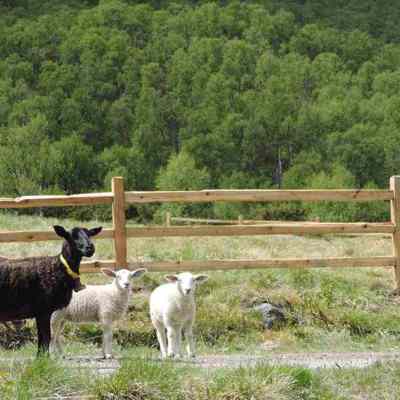 Et sort får og to hvid lam står foran et rustikt lægtehegn i cedertræ.