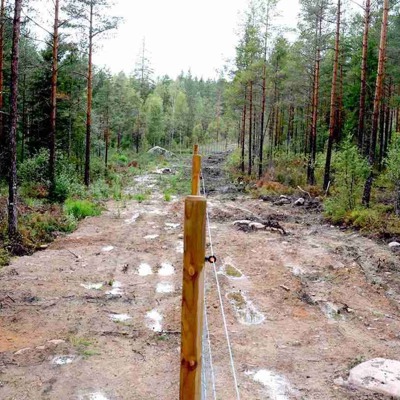 Et skovhegn adskiller to skovområder.