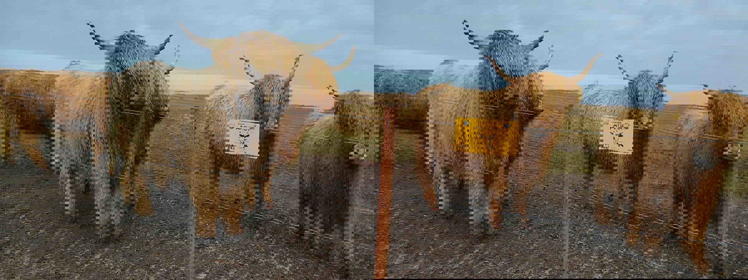 En flok højlandskvæg står samlet ved et elhegn.