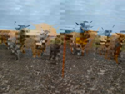 En flok højlandskvæg står samlet ved et elhegn.