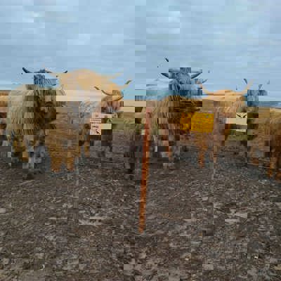 En flok højlandskvæg står samlet ved et elhegn.