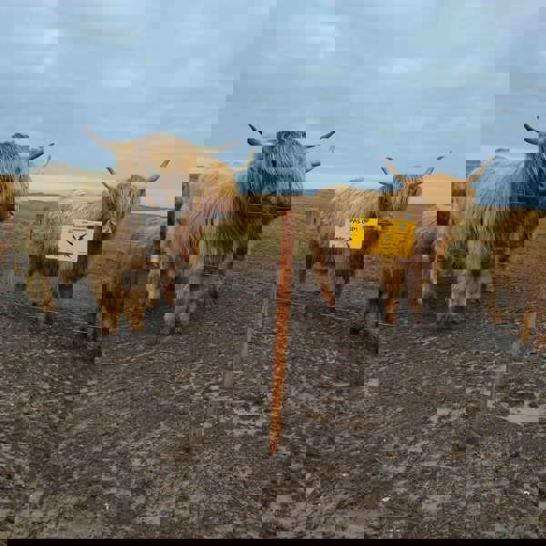 En flok højlandskvæg står samlet ved et elhegn.