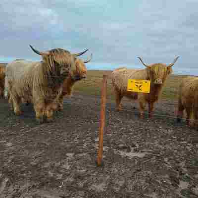 En flok højlandskvæg står samlet ved et elhegn.
