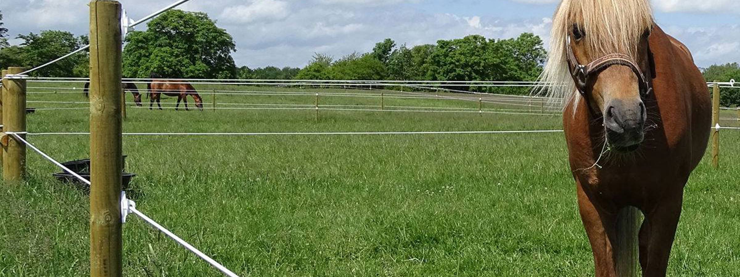 En hest står og kigger mellem eltrådene på et Hippolux elhegn. I baggrunden går to andre heste i deres egen fold.