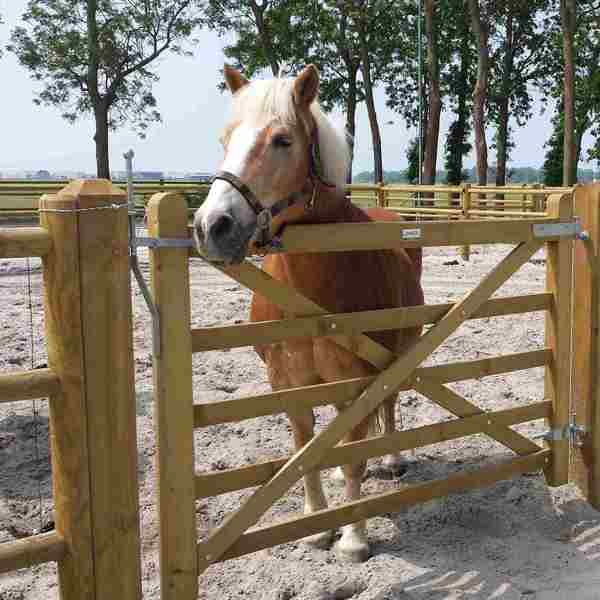 En brun hest står i dens indhegning og kigge ud over en Country House låge