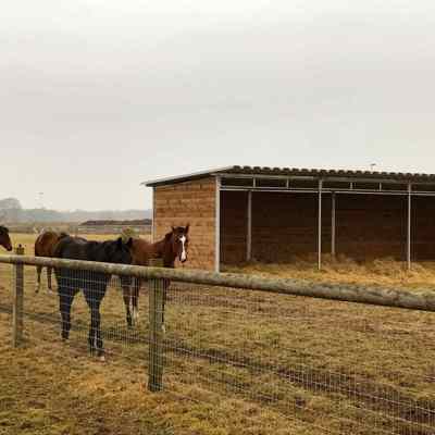 Fire brune heste står ved siden af deres læskur.