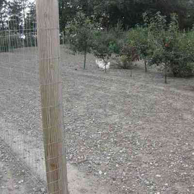 Et højt nethegn sørger for at en flok høns bliver i deres hønsegård.