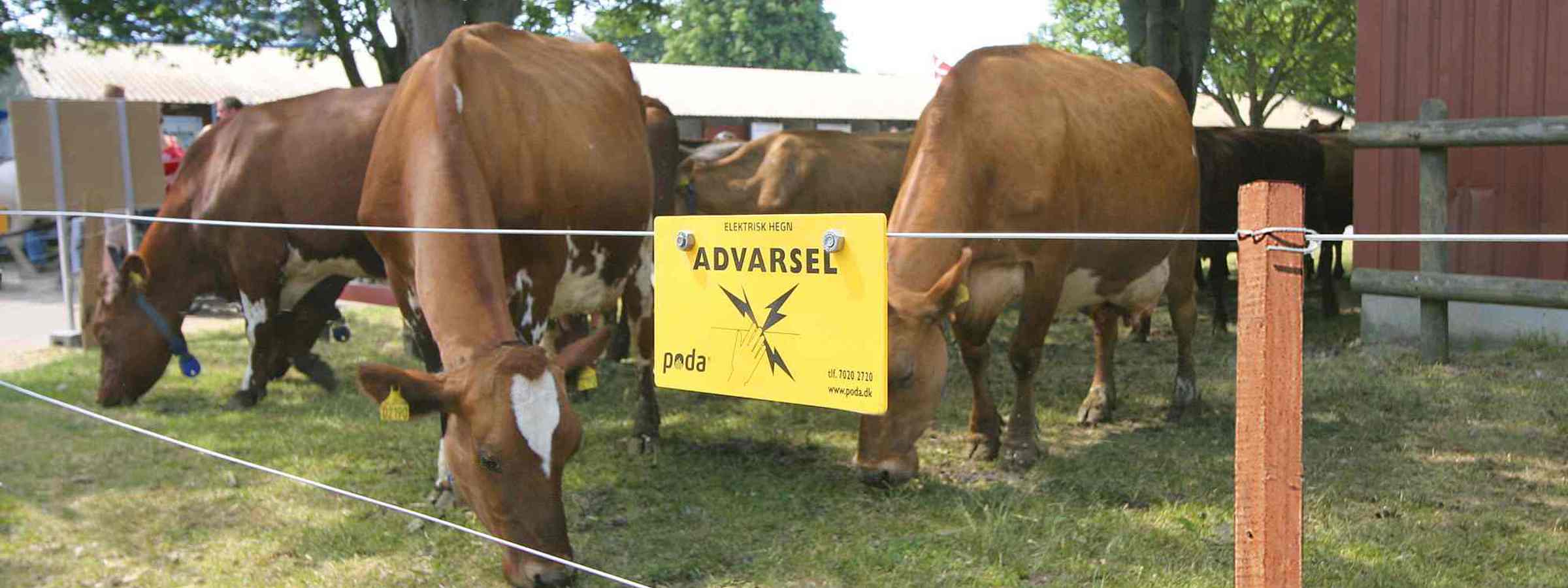 En flok brune køer står bag et elhegn i en lille indhegning.