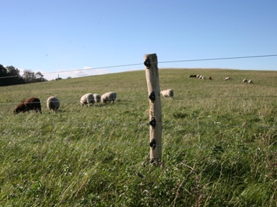 Får bag et elhegn med 5 tråde