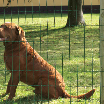 En stor hund, sidder bag ved et Lux havehegn i grøn