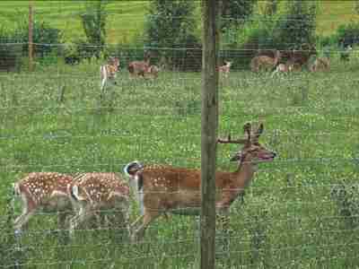 En større flok hjorte i en indhegning.