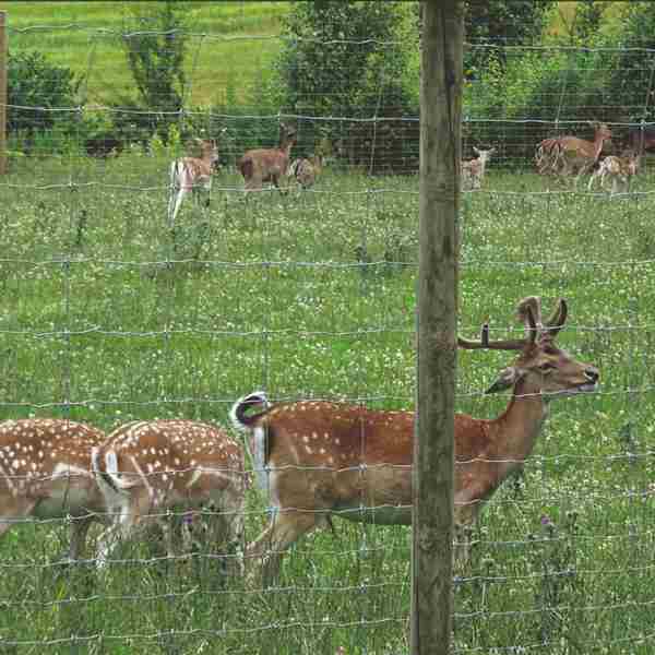 En større flok hjorte i en indhegning.