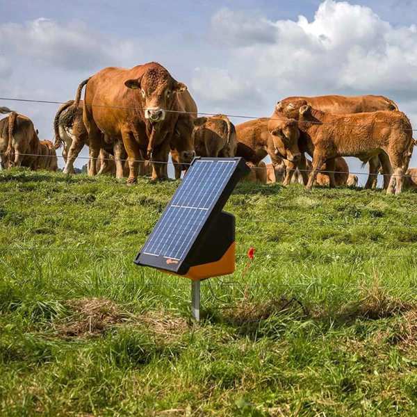 En flok køer bag et elhegn, hvor en S200 strømgiver er monteret