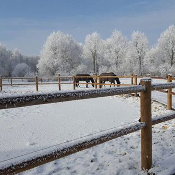 2 heste står inde i folden i sne