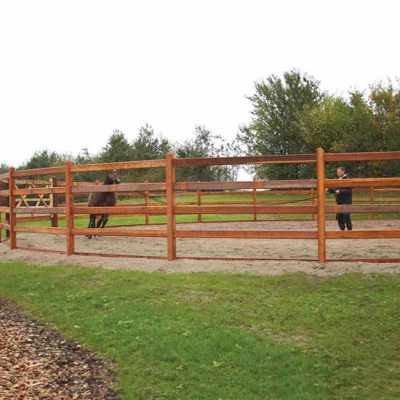 En brun hest føres rundt i en round pen af en hestetræner.