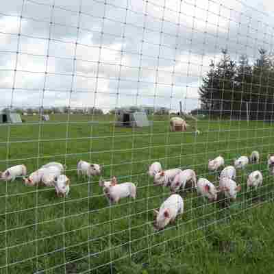En hel flok smågrise står tæt ved et nethegn