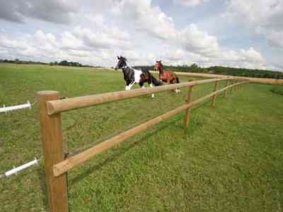 To heste galoperer ved siden af hinanden i deres hestefold. Et lægtehegn i træ afgrænser foldens areal .