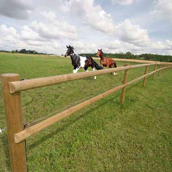 To heste galoperer ved siden af hinanden i deres hestefold. Et lægtehegn i træ afgrænser foldens areal .