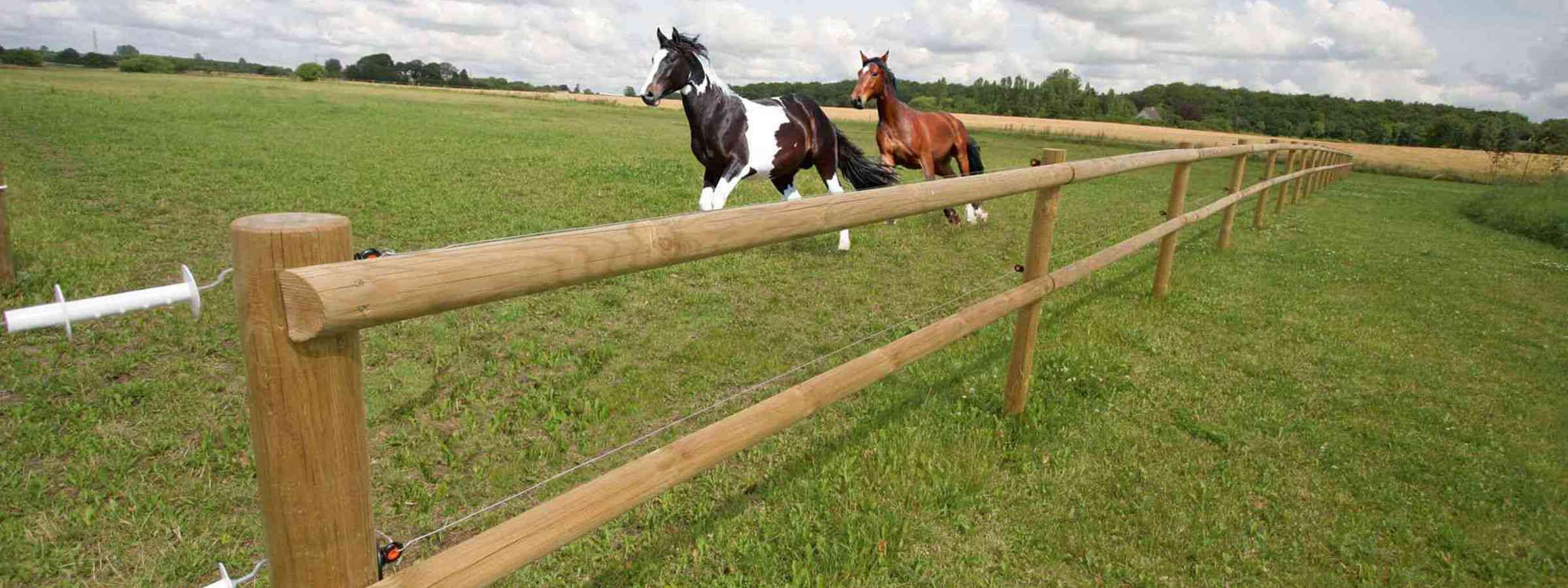 To heste galoperer ved siden af hinanden i deres hestefold. Et lægtehegn i træ afgrænser foldens areal .