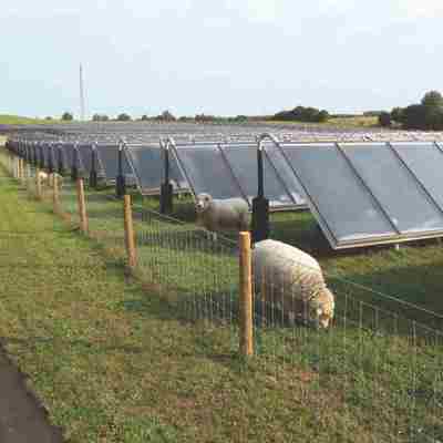 I en indhegnet solcellepark går flere får og græsser.