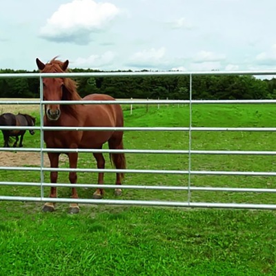 En brun hest står bag ved en stållåge