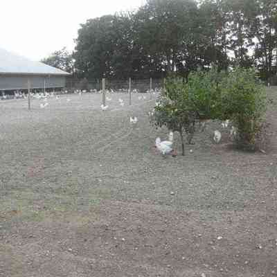 Et stort antal høns går rundt i en stor udendørs indhegning.