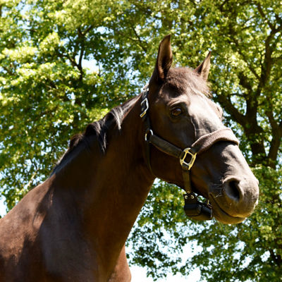 En brun hest med en grime på